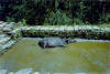 Water buffalo chillin in the Himalayas - maybe had too much of the special grass they grow up there